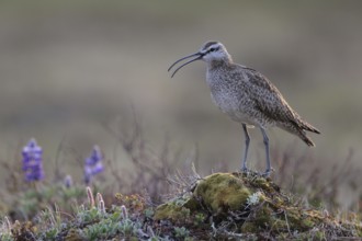 Whimbrel (Numenius phaeopus), Alaska, USA