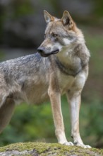 Wolf (Canis lupus) standing on a moss-covered rock and looking attentively, captive, Bavarian