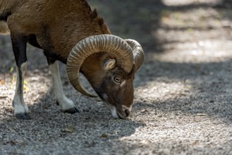 European mouflon (Ovis gmelini musimon), mouflon, male with impressively curved horns looking for