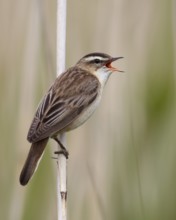 Sedge Warbler (Acrocephalus schoenobaenus) singing, Schleswig-Holstein, Germany