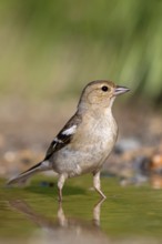 Chaffinch, (Fringilla coelebs), foraging, biotope, Wadi Darbat, Salalah, Greece, Oman
