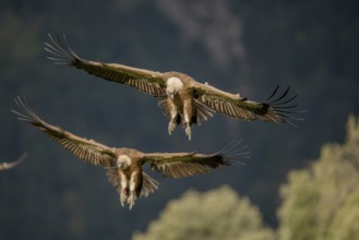 Griffon vulture (Gyps fulvus), approaching, Pyrenees, Spain