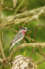 Rose-throated Becard Pachyramphus aglaiae La Bajada, Nayarit, Mexico 8 June Adult Male singing.