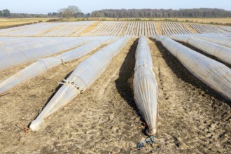 Polythene cloches, polytunnels, folio tunnels, running across farmland field to protect crops from