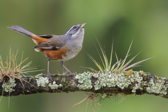 Gray-throated Warbling Finch (Poospiza cabanisi) perched on a branch in the Atlantic rainforest of