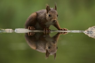 A close-up image of a curious squirrel drinking from a serene lake, surrounded by lush forest. The