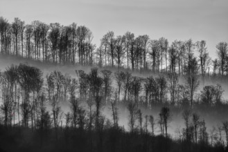 Digitally altered landscape with trees, Wesertal, Weserbergland, Germany