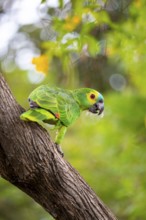 Blue-fronted Amazon (Amazona aestiva (Pantanal Brazil
