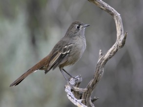 Southern Scrub Robin (Drymodes brunneopygia), South Australia, Australia