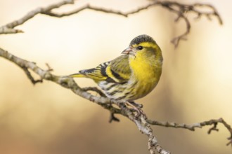 Eurasian Siskin (Spinus spinus) male perched on a branch, Lower Saxony, Germany