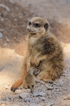 Tiger nut (Suricata suricatta), adult, juvenile, newborn, baby, female, mother with juvenile,