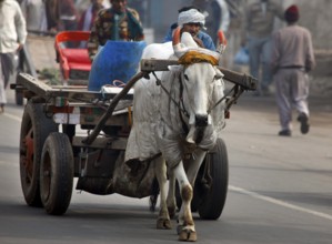 New Dehli, India, 15.01.10 - Oxcart on a street in Neu-Dehli, India