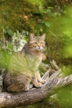 European wildcat (Felis silvestris silvestris) sitting in a forest, Bavaria, Germany