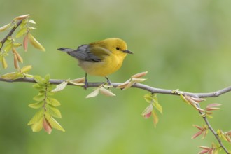 Prothonotary Warbler (Protonotaria citrea) perched on a twig, Texas, USA