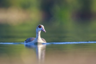 Egyptian Goose (Alopochen aegyptiaca), North Rhine-Westphalia, Germany