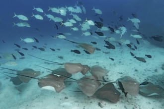A group of red stingrays, Hemitrygon akajei, glides over the sandy bottom of the Maldivian ocean,