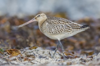 Pfuhlschnepfe, Limosa lapponica Bar-tailed Godwit, Limosa lapponica