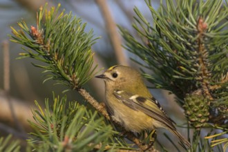 Wintergoldhähnchen, Goldcrest, Regulus regulus, Roitelet huppé, Reyezuelo Sencillo