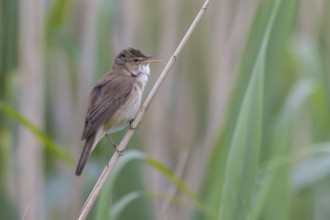 Eurasian Reed Warbler (Acrocephalus scirpaceus) singing, North Rhine-Westphalia, Germany