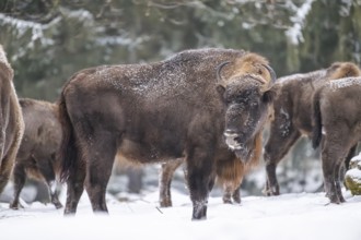 European bison (Bison bonasus) or Wisent standing on a meadow next to the forest in winter, snow,
