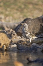 A mistle thrush (Turdus viscivorus) stands alert by water among rocks, showcasing its distinct