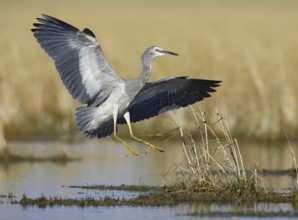 White-faced Heron (Egretta novaehollandiae) flying, Victoria, Australia