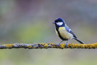 Great Tit (Parus major) perched on a lichen covered branch, Bavaria, Germany
