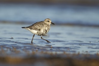 Grey plover (Pluvialis squatarola) adult wading bird in winter plumage walking on a shoreline of a