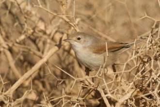 Spectacled Warbler (Sylvia conspicillata) female, Morocco