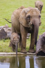 Adult female African elephant (Loxodonta africana) with 4 month old baby at a water hole