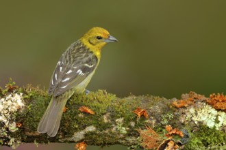Tanager sitting on beautiful moss branch with clear background. Beautiful view of wild nature.