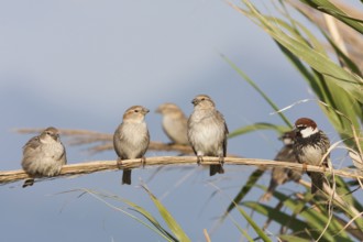 Spanish Sparrow - Weidensperling - Passer hispaniolensis ssp. transcaspicus, Turkey