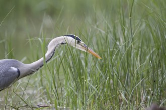 Grey Heron (Ardea cinerea), Serbia