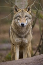 An attentive wolf looks directly into the camera, Wolf (Canis Lupus), Germany