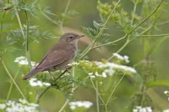 River Warbler (Locustella fluviatilis), Saxony, Germany