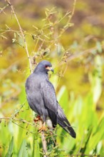 Snail Buzzard (Rostramus sociabilis) Pantanal Brazil
