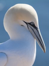Northern Gannet (Morus bassanus), Schleswig-Holstein, Germany