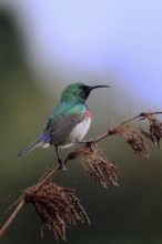 Cape Sunbird (Cinnyris chalybeus), adult, male, in perch, Kirstenbosch Botanical Gardens, Cape
