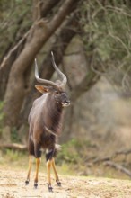 Nyala, lowland nyala, lowland nyala, (Tragelaphus angasii), antelope, animals, mammals, Mkuze Game
