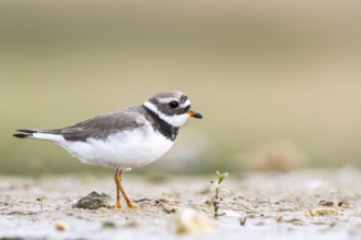 Common Ringed Plover (Charadrius hiaticula) foraging, North Rhine-Westphalia, Germany