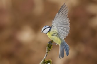 Eurasian Blue Tit (Cyanistes caeruleus), Bavaria, Germany