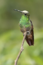 Berylline Hummingbird (Amazilia beryllina) perched on a branch in Oaxaca, Mexico