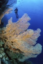 Large fan of horn coral (Annella mollis) Fan coral growing on steep wall Dropoff of living intact