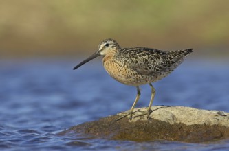 Short-billed Dowitcher (Limnodromus griseus), Manitoba, Canada