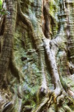 Structure of a tropical tree, tree, texture, background, botany, flora, plant, bark, surface,