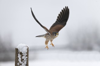 Kestrel (Falco tinnunculus) in the snow, Bitburg, Rhineland-Palatinate, Germany