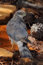 Eurasian Sparrowhawk (Accipiter nisus) female on ground, Andalusia, Spain