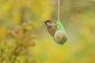 House sparrow (Passer domesticus) feeding from hanging suet feeder during light rain in autumn