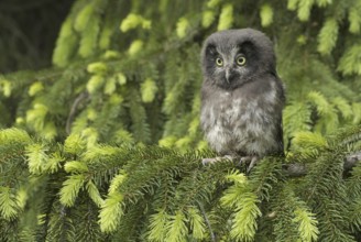 Boreal Owl (Aegolius funereus), Saxony, Germany