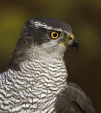 Northern Goshawk (Accipiter gentilis) female, Utrecht, Netherlands